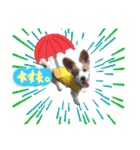世界で1番可愛い犬Part2（個別スタンプ：17）