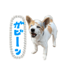 世界で1番可愛い犬Part2（個別スタンプ：18）
