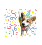 世界で1番可愛い犬Part2（個別スタンプ：21）