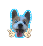 世界で1番可愛い犬Part2（個別スタンプ：22）