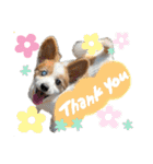世界で1番可愛い犬Part2（個別スタンプ：23）