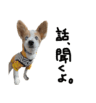 世界で1番可愛い犬Part2（個別スタンプ：24）