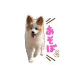 世界で1番可愛い犬Part2（個別スタンプ：25）