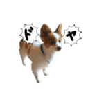 世界で1番可愛い犬Part2（個別スタンプ：28）