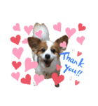 世界で1番可愛い犬Part2（個別スタンプ：29）
