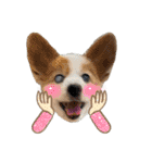 世界で1番可愛い犬Part2（個別スタンプ：31）