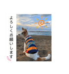 世界で1番可愛い犬Part2（個別スタンプ：34）