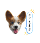 世界で1番可愛い犬Part2（個別スタンプ：35）