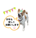 世界で1番可愛い犬Part2（個別スタンプ：36）