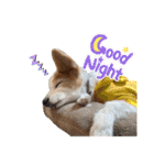 世界で1番可愛い犬Part2（個別スタンプ：39）