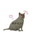 ぐうたらねこ こゆき（個別スタンプ：1）