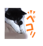 我が家の猫はしゃべりたい（個別スタンプ：5）