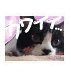 我が家の猫はしゃべりたい（個別スタンプ：6）