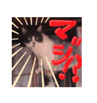 我が家の猫はしゃべりたい（個別スタンプ：14）