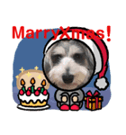 シュナみんなのクリスマス（個別スタンプ：1）