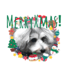 シュナみんなのクリスマス（個別スタンプ：3）