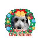 シュナみんなのクリスマス（個別スタンプ：6）