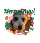 シュナみんなのクリスマス（個別スタンプ：7）