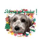 シュナみんなのクリスマス（個別スタンプ：11）