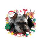 シュナみんなのクリスマス（個別スタンプ：15）