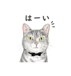 サバトラ猫の日常スタンプ Vol.1（個別スタンプ：2）