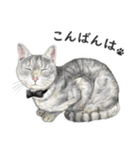 サバトラ猫の日常スタンプ Vol.1（個別スタンプ：3）