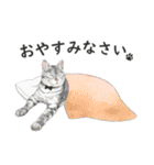 サバトラ猫の日常スタンプ Vol.1（個別スタンプ：4）