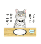 サバトラ猫の日常スタンプ Vol.1（個別スタンプ：7）