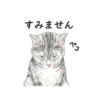 サバトラ猫の日常スタンプ Vol.1（個別スタンプ：8）