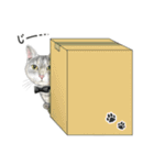 サバトラ猫の日常スタンプ Vol.1（個別スタンプ：9）