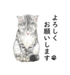 サバトラ猫の日常スタンプ Vol.1（個別スタンプ：13）