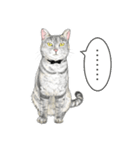 サバトラ猫の日常スタンプ Vol.1（個別スタンプ：16）