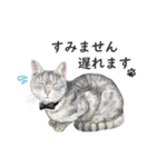 サバトラ猫の日常スタンプ Vol.1（個別スタンプ：21）