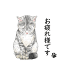 サバトラ猫の日常スタンプ Vol.1（個別スタンプ：25）