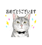 サバトラ猫の日常スタンプ Vol.1（個別スタンプ：27）