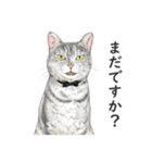 サバトラ猫の日常スタンプ Vol.1（個別スタンプ：28）