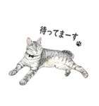 サバトラ猫の日常スタンプ Vol.1（個別スタンプ：29）