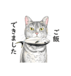 サバトラ猫の日常スタンプ Vol.1（個別スタンプ：30）