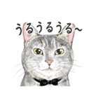 サバトラ猫の日常スタンプ Vol.1（個別スタンプ：31）