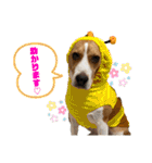 つぶあお♡スタンプ①（個別スタンプ：18）