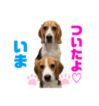 つぶあお♡スタンプ①（個別スタンプ：26）