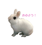 ふんわりパンダうさぎプント（個別スタンプ：1）