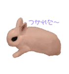 ふんわりパンダうさぎプント（個別スタンプ：3）
