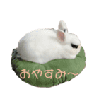 ふんわりパンダうさぎプント（個別スタンプ：4）