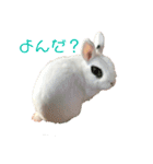 ふんわりパンダうさぎプント（個別スタンプ：6）