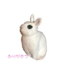ふんわりパンダうさぎプント（個別スタンプ：9）