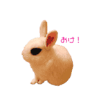 ふんわりパンダうさぎプント（個別スタンプ：13）