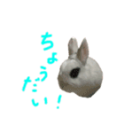 ふんわりパンダうさぎプント（個別スタンプ：14）