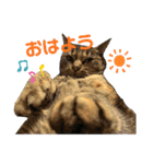キナコツブラリ！（個別スタンプ：12）