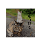 キナコツブラリ！（個別スタンプ：16）